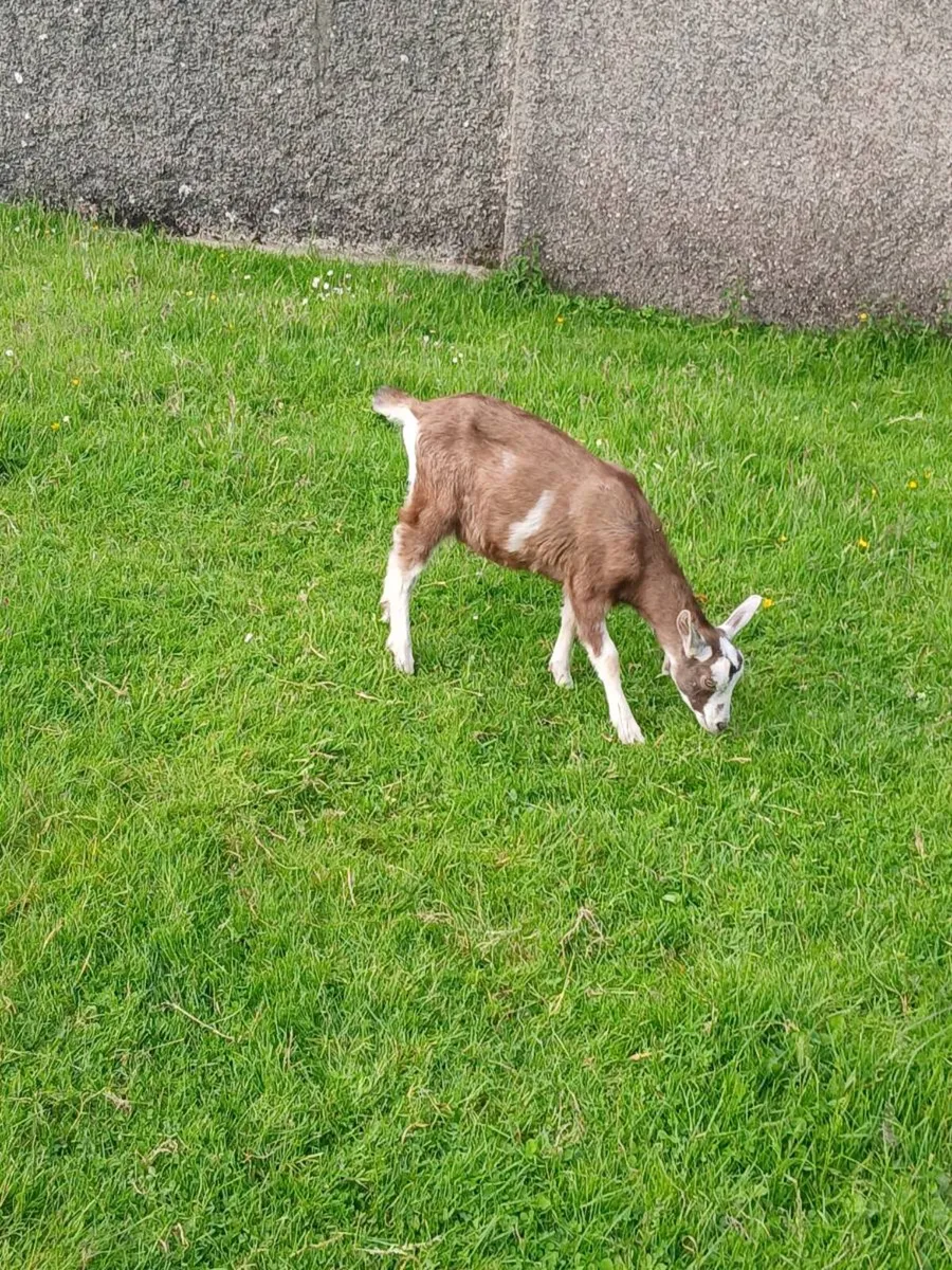 Goats - Image 2