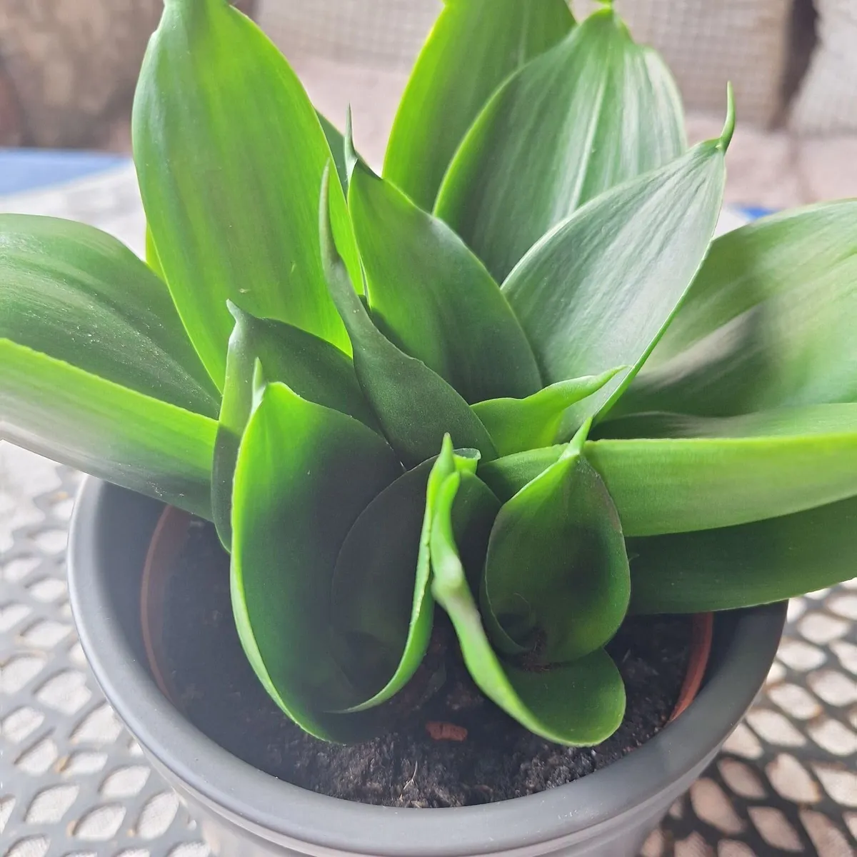 Sansevieria Hahnii with offsets in cute pot - Image 1