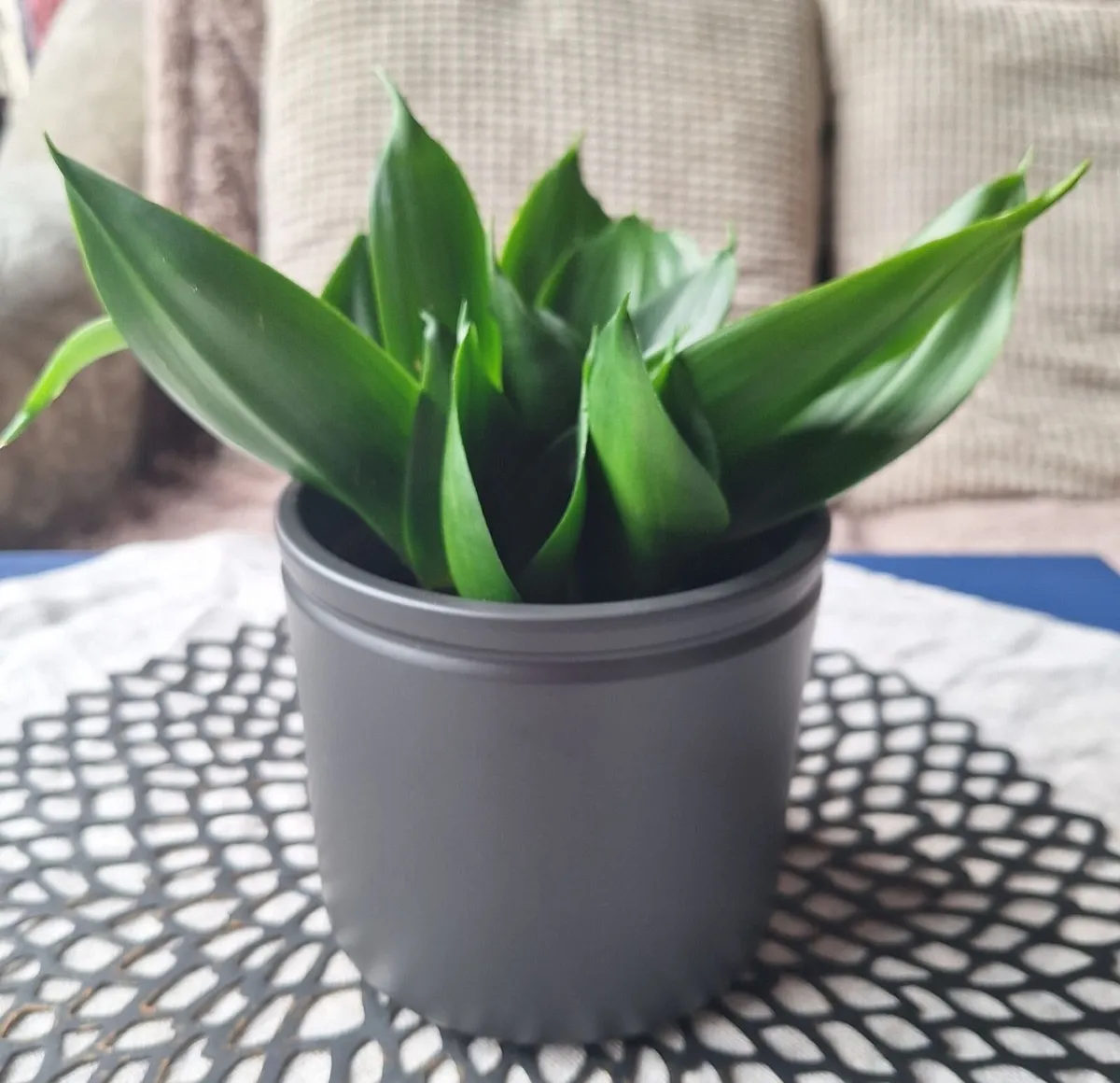 Sansevieria Hahnii with offsets in cute pot - Image 2
