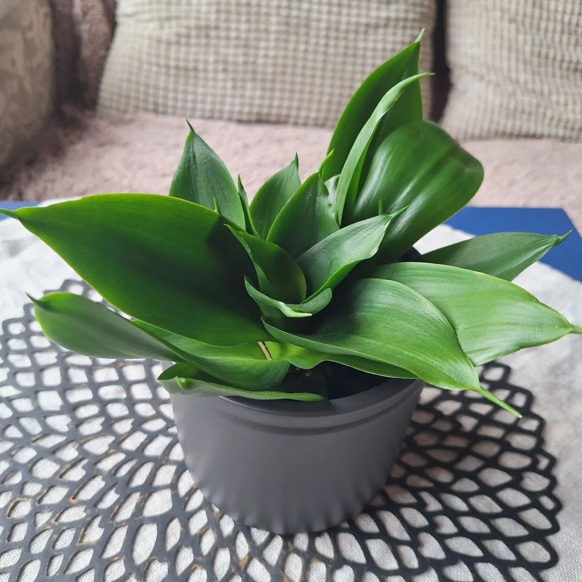 Sansevieria Hahnii with offsets in cute pot - Image 3