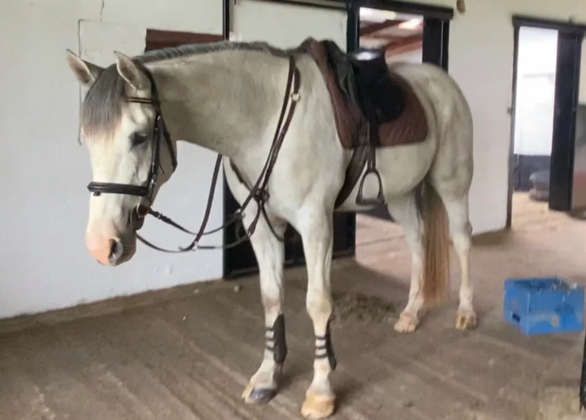 4 year old 16.1 gelding - Image 2