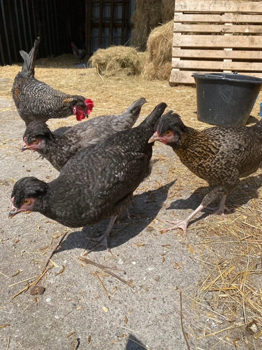 Hens and cockerels for sale - Image 2
