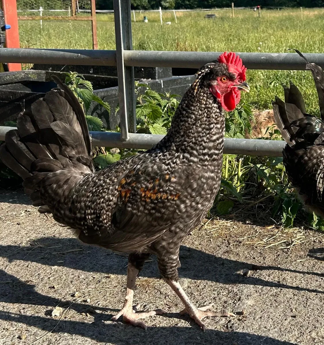 Hens and cockerels for sale - Image 3