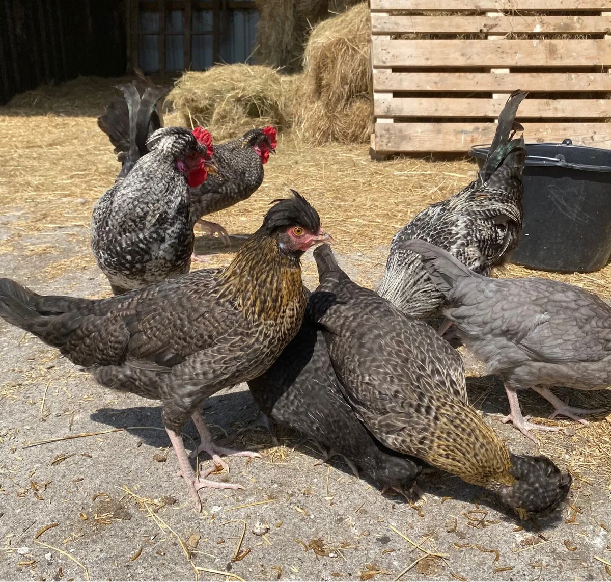 Hens and cockerels for sale - Image 4
