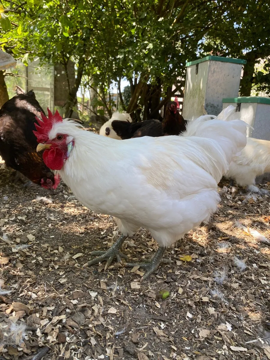 Hens and Roosters for sale - Image 4