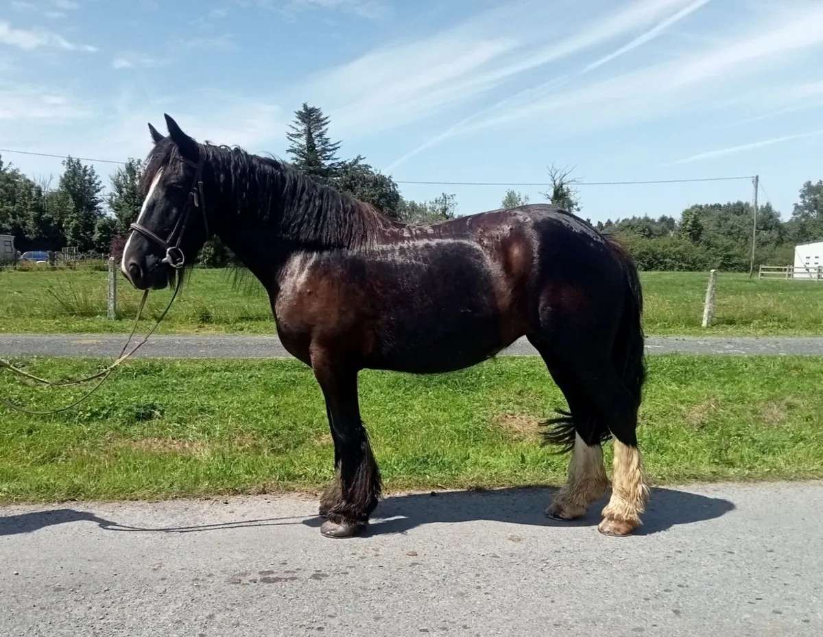 15,2 Cob mare - Image 3