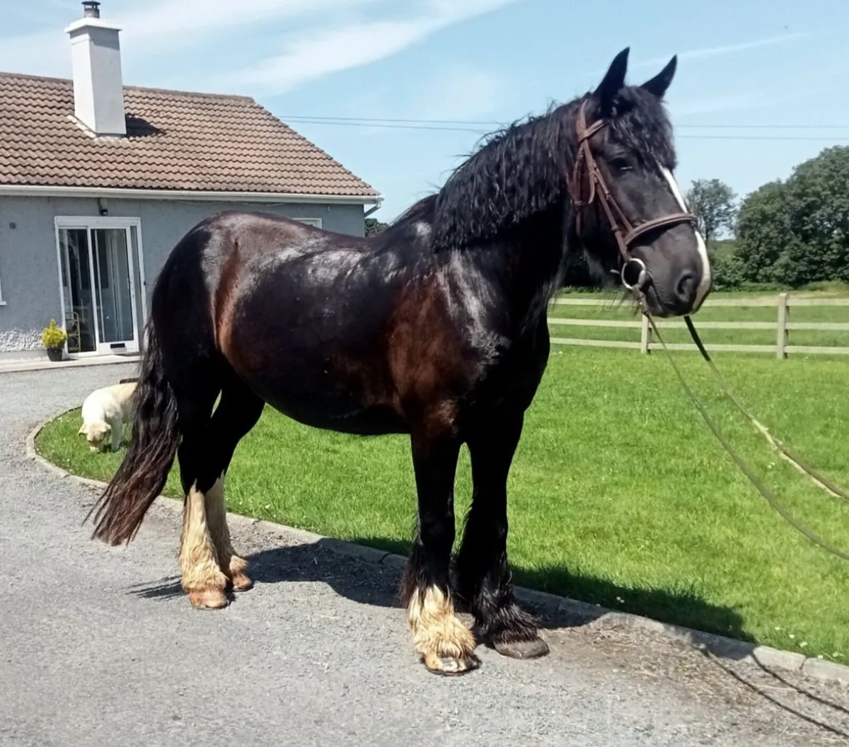 15,2 Cob mare - Image 2