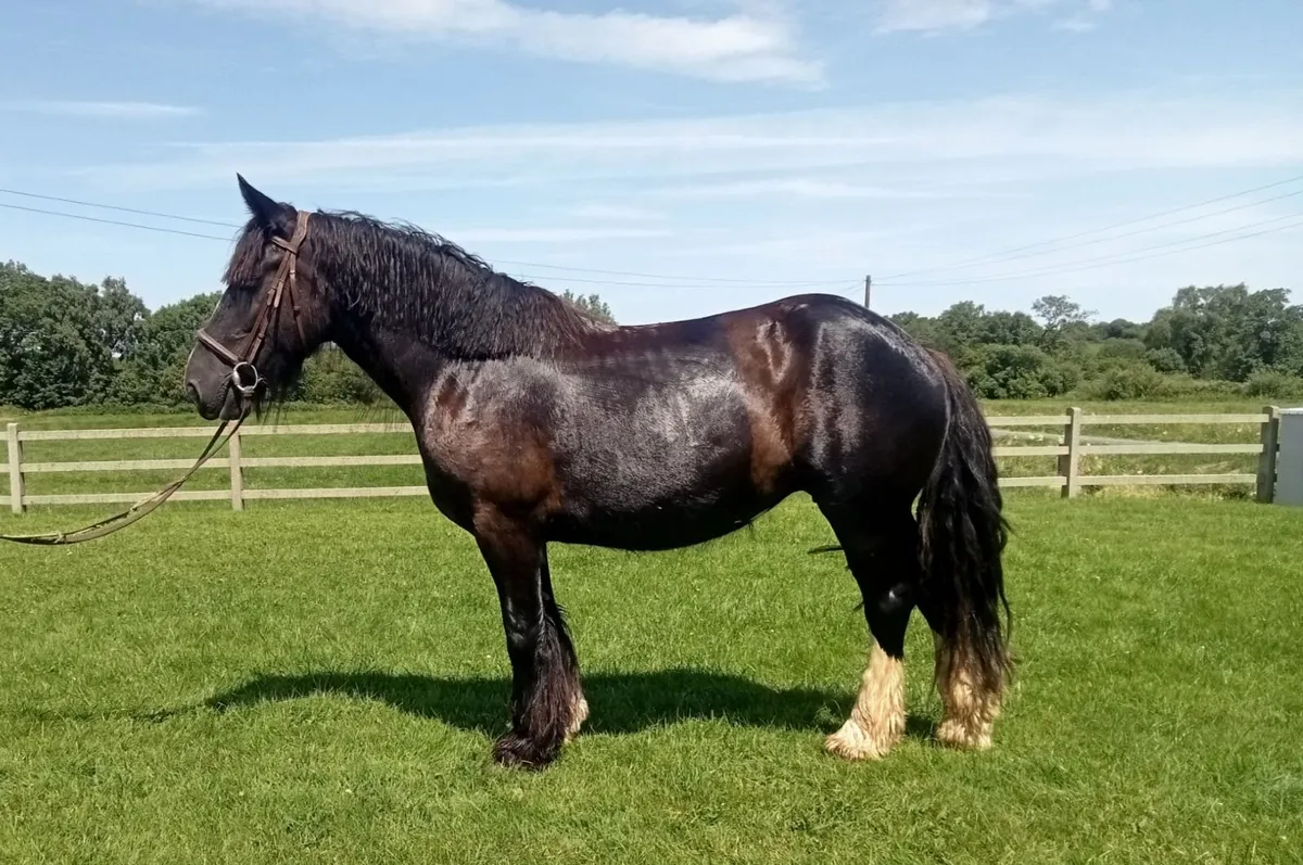 15,2 Cob mare - Image 4