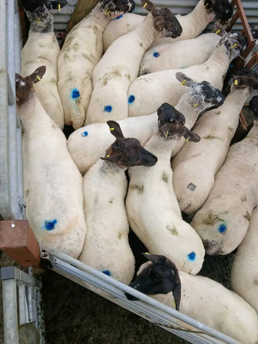 Hoggets - Image 1