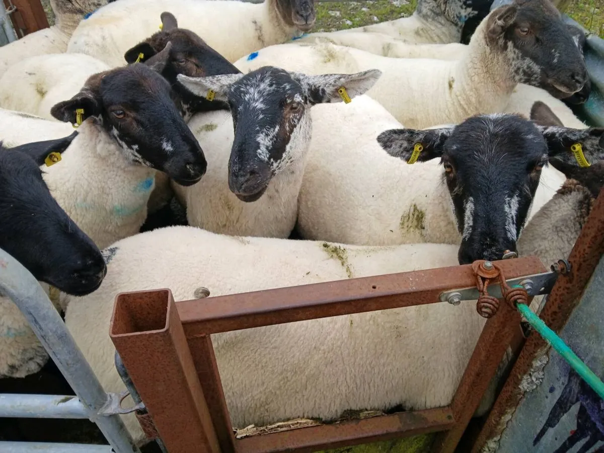 Hoggets - Image 2