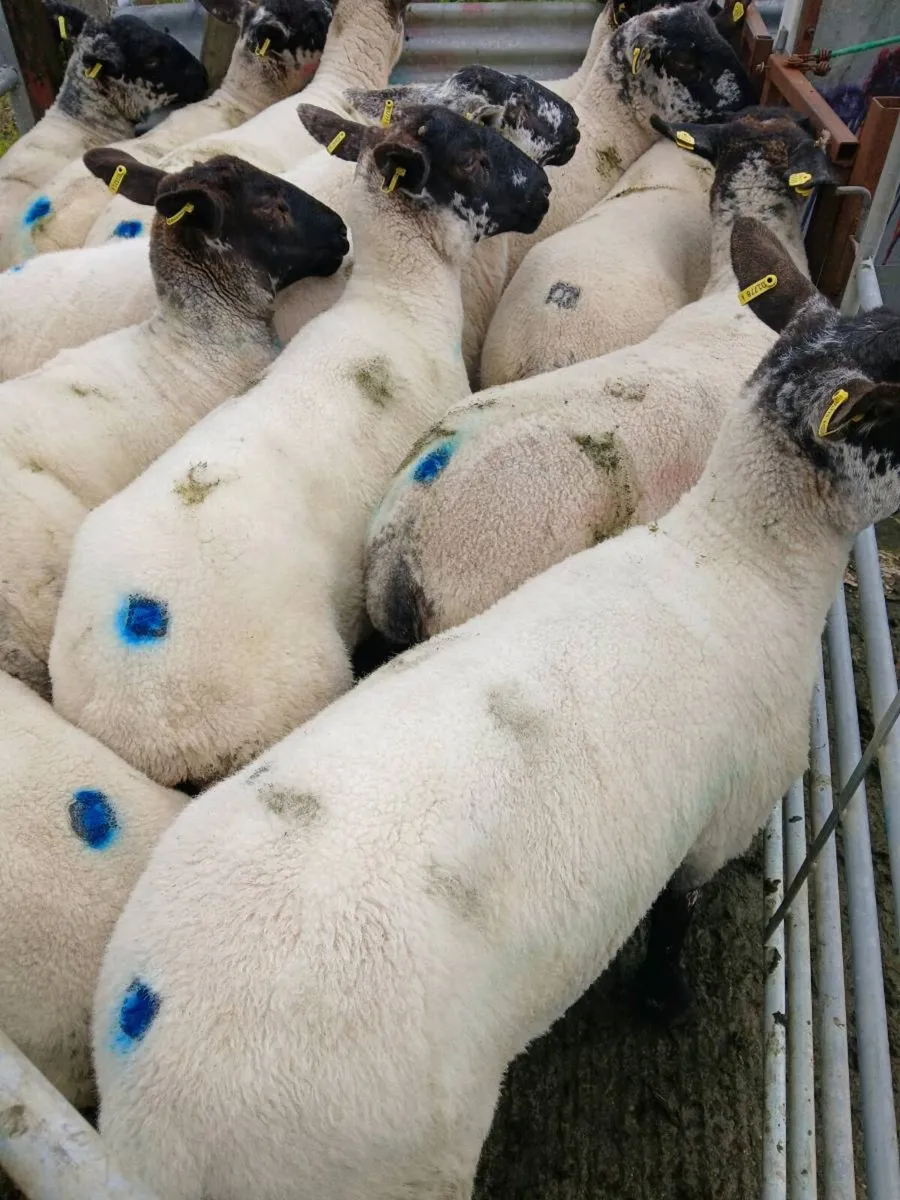 Hoggets - Image 3