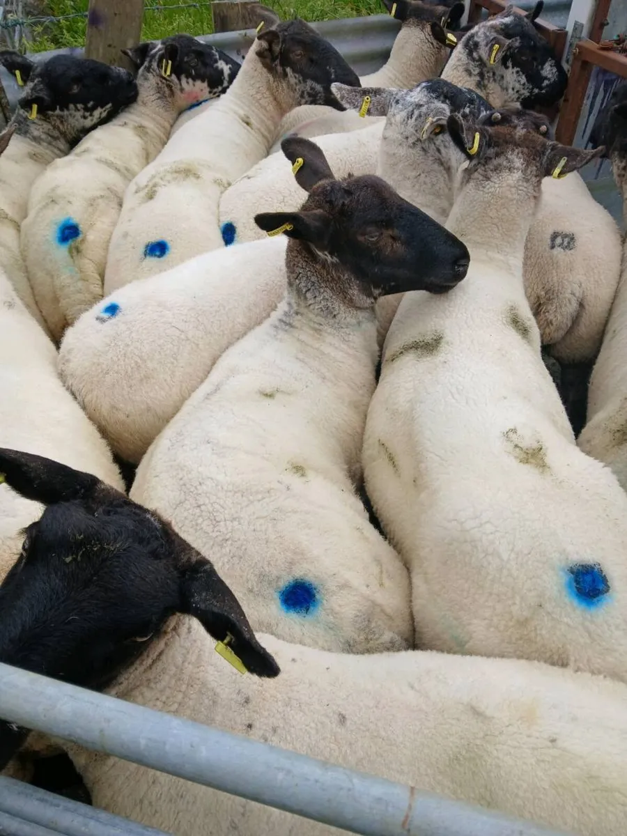 Hoggets - Image 4