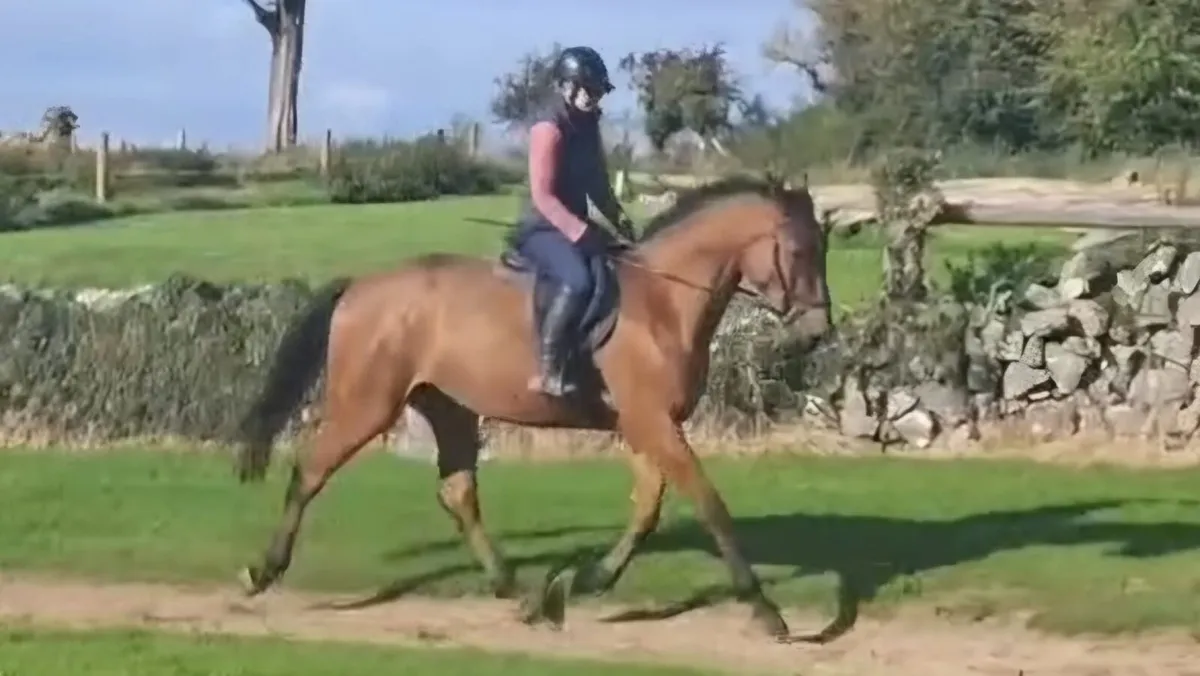 Horse - Image 1