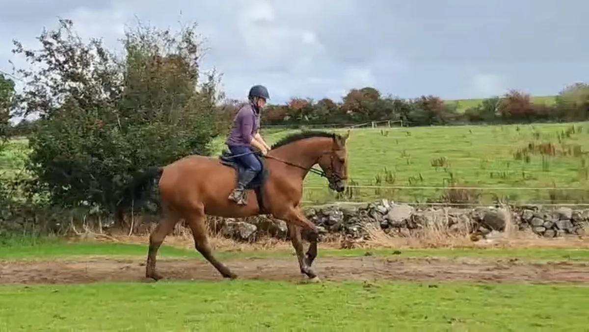 Horse - Image 2