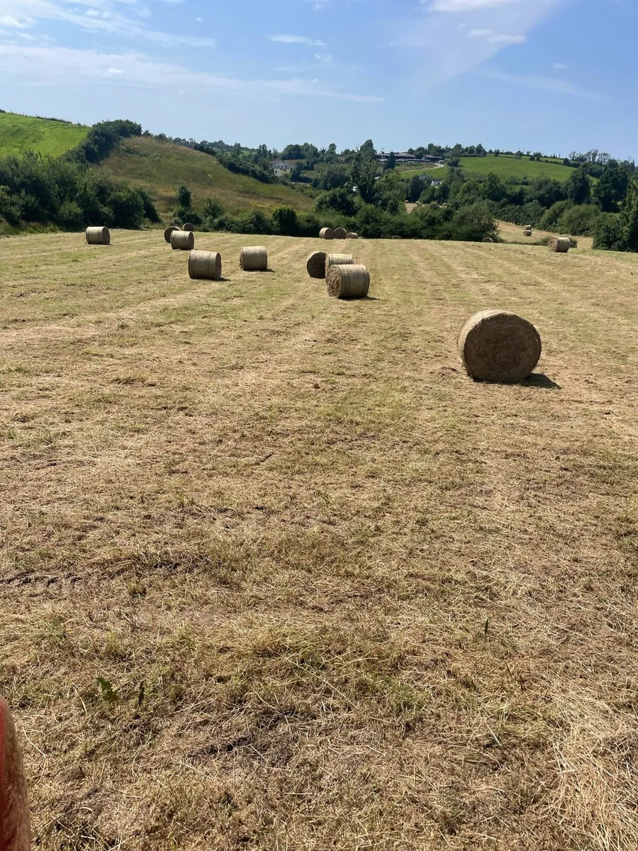 Hay - Image 2