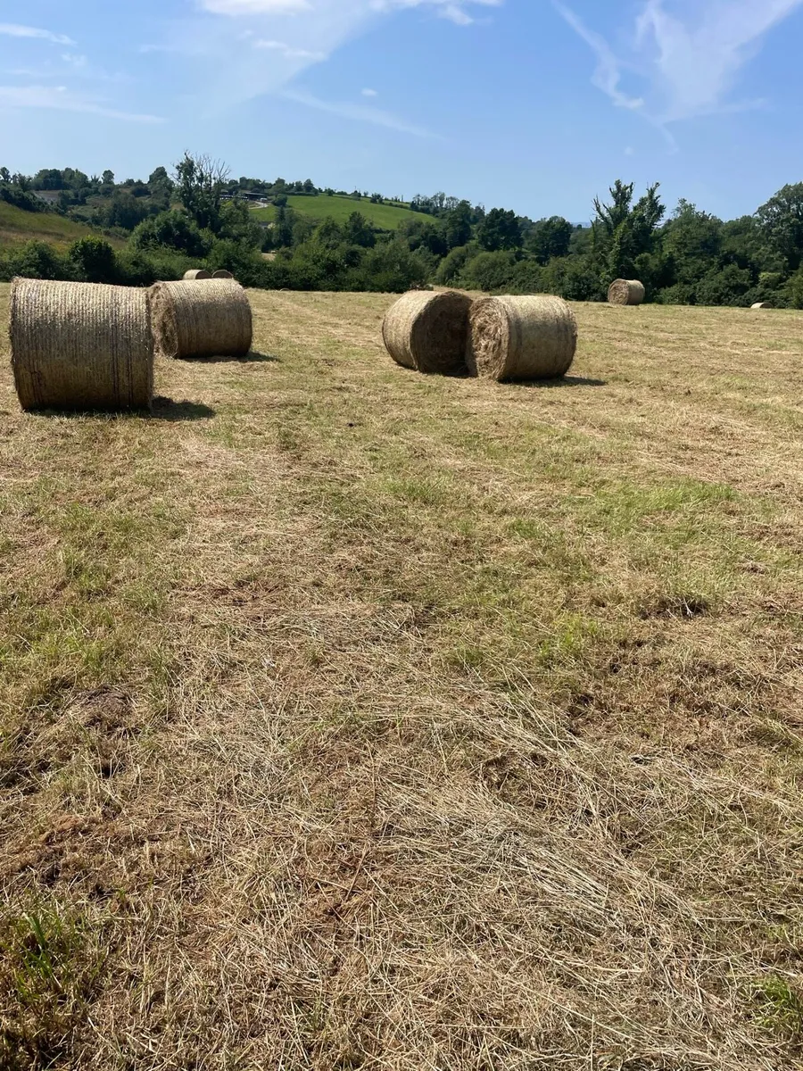 Hay - Image 3