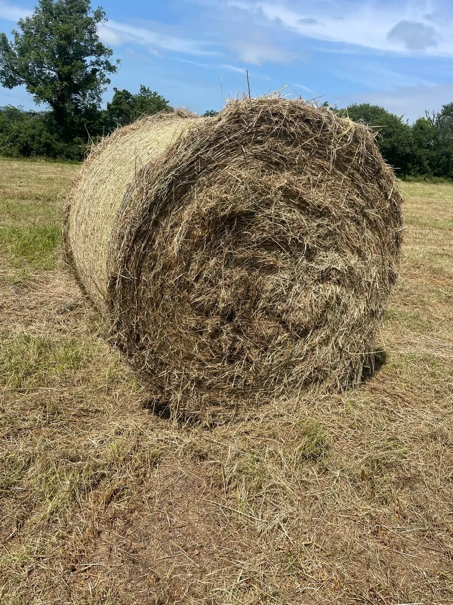 Hay - Image 1