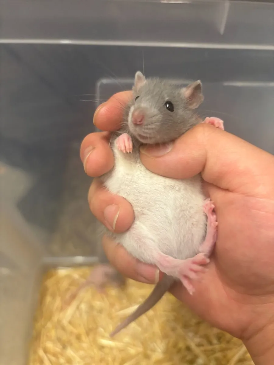 Lovely Baby Pet Rats Looking for New Homes - Image 1