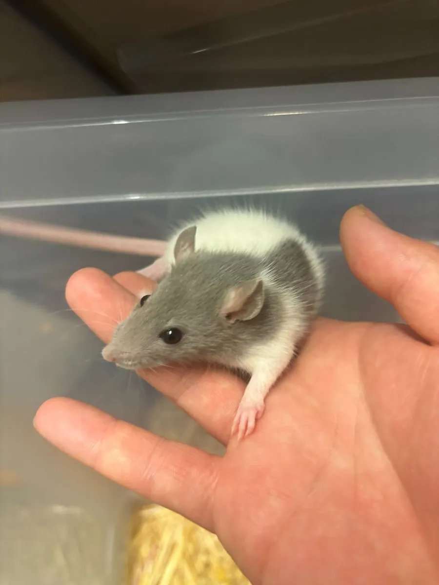 Lovely Baby Pet Rats Looking for New Homes - Image 3