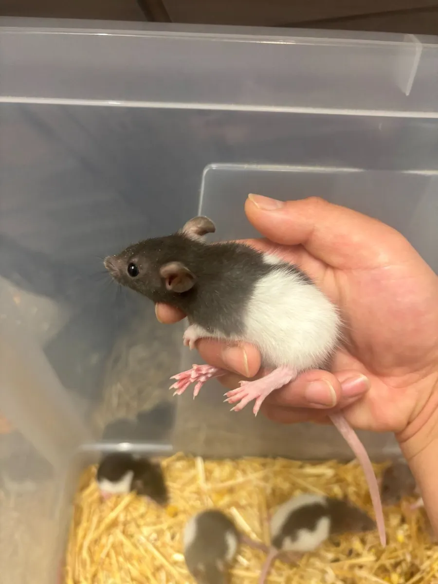 Lovely Baby Pet Rats Looking for New Homes - Image 2