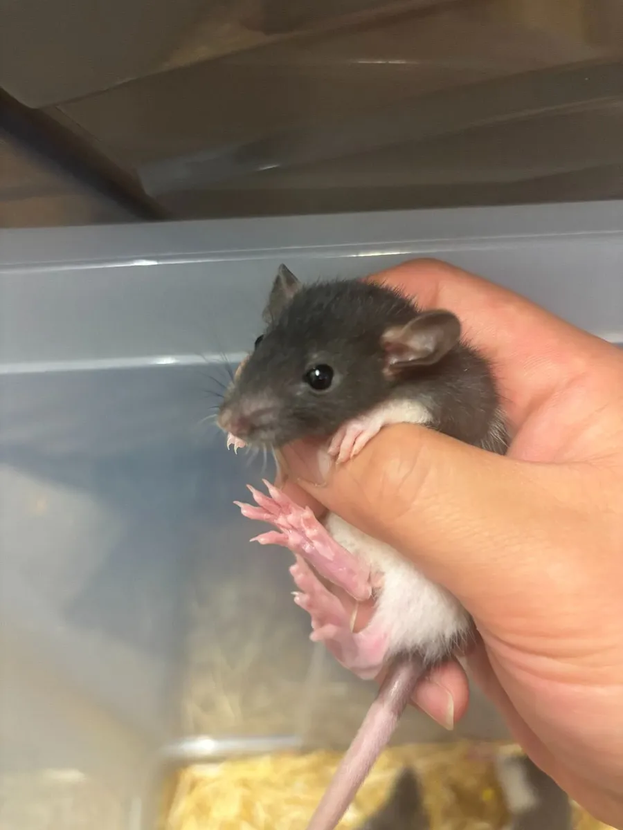 Lovely Baby Pet Rats Looking for New Homes - Image 4
