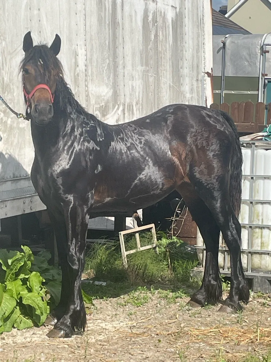 1yr old filly - Image 2