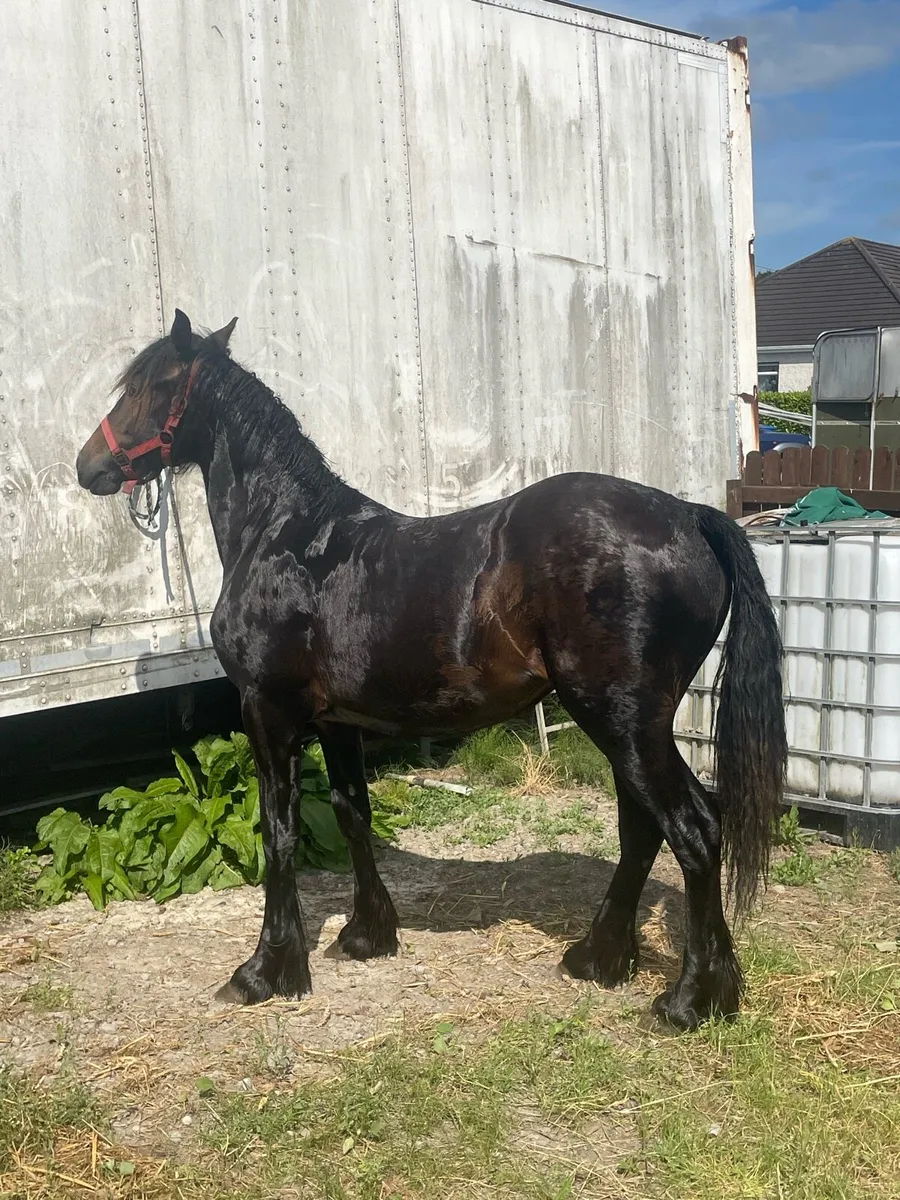 1yr old filly - Image 3