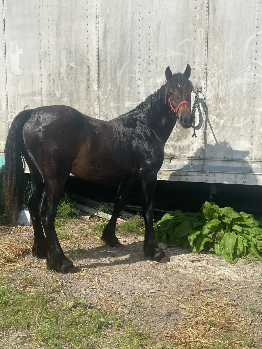1yr old filly - Image 4