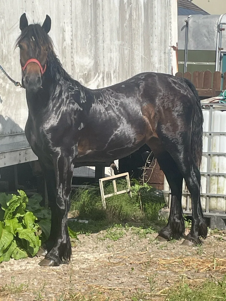 1yr old filly - Image 1