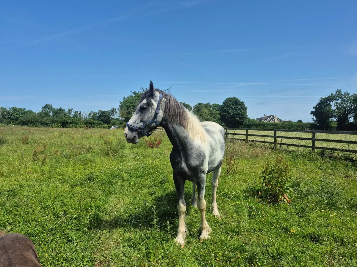 3yr old colt out of irish draught mare