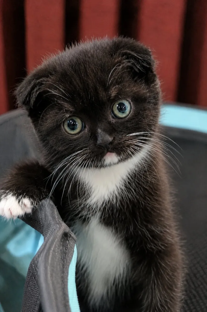 SCOTTISH FOLD CROSS Kittens Male & Female - Image 4