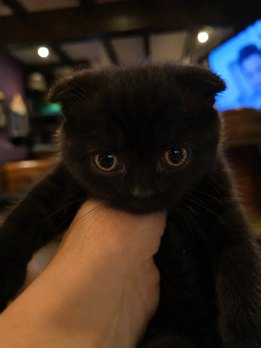 SCOTTISH FOLD CROSS Kittens Male & Female - Image 2