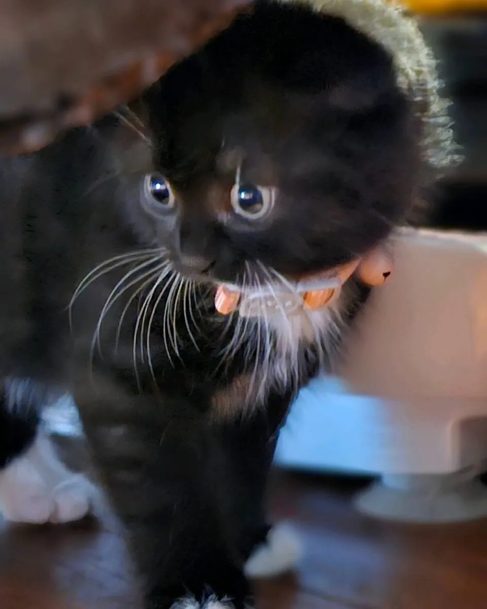SCOTTISH FOLD CROSS Kittens Male & Female - Image 3