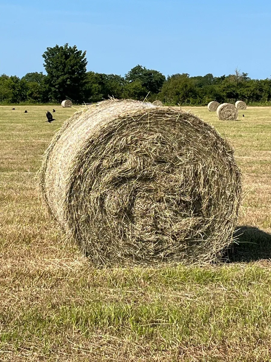 Hay and haylage - Image 1
