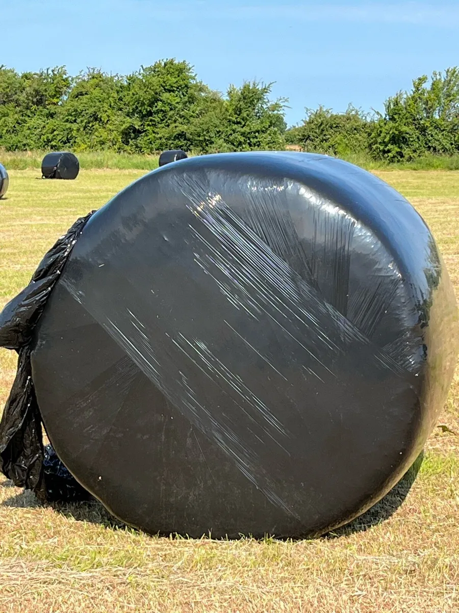 Hay and haylage - Image 2