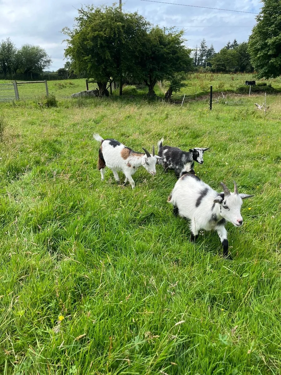 Neutered Pygmy Goats - Image 1