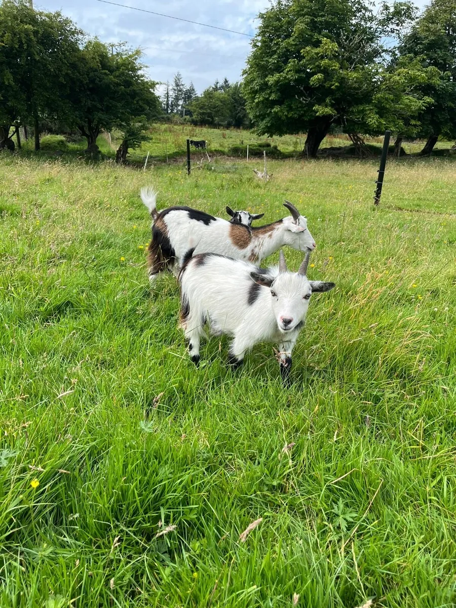 Neutered Pygmy Goats - Image 2