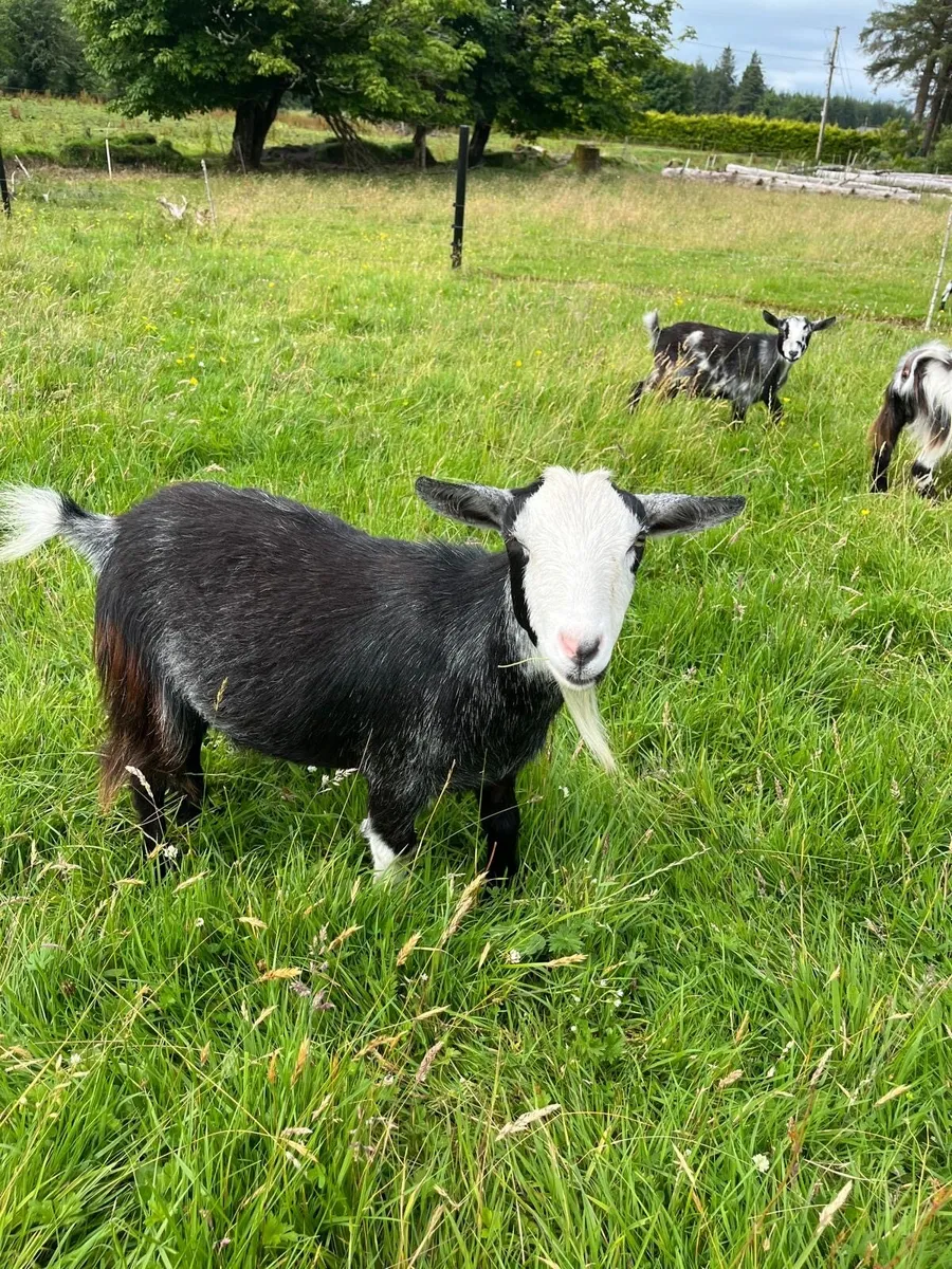 Neutered Pygmy Goats - Image 4