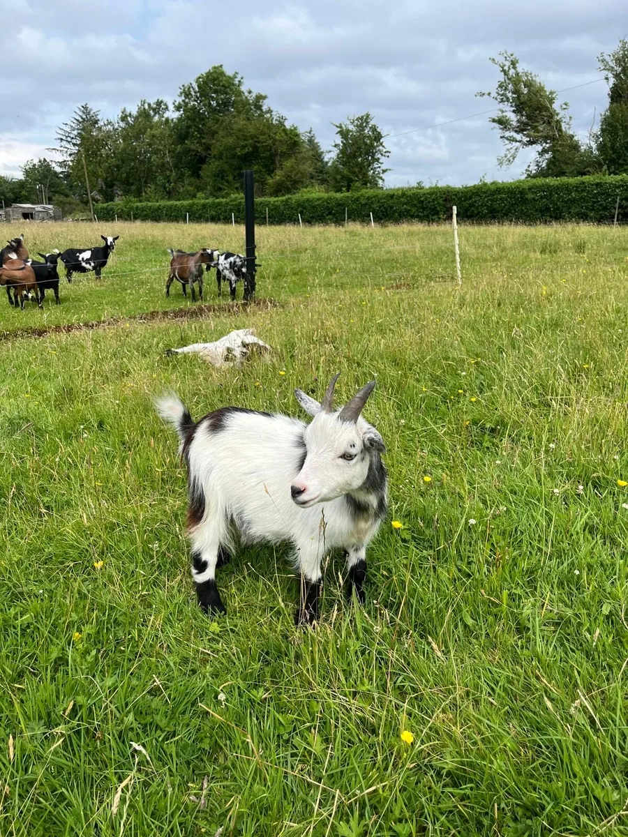 Neutered Pygmy Goats - Image 3