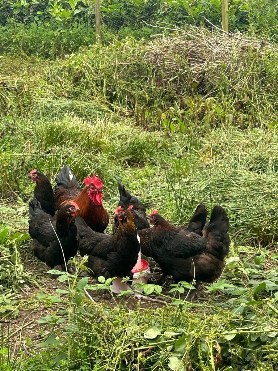 Copper black marans - Image 1