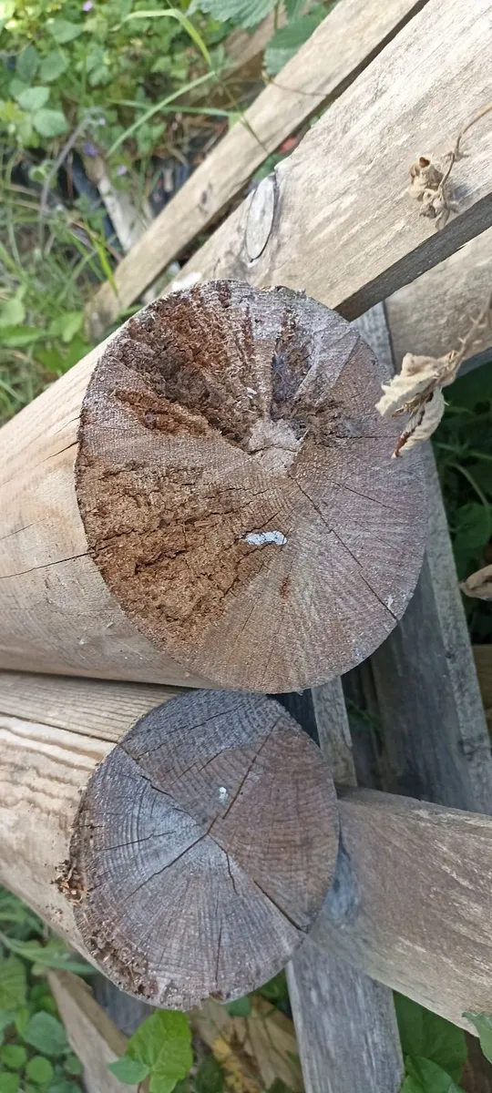 Pair of Circular Timber Supports - Image 1