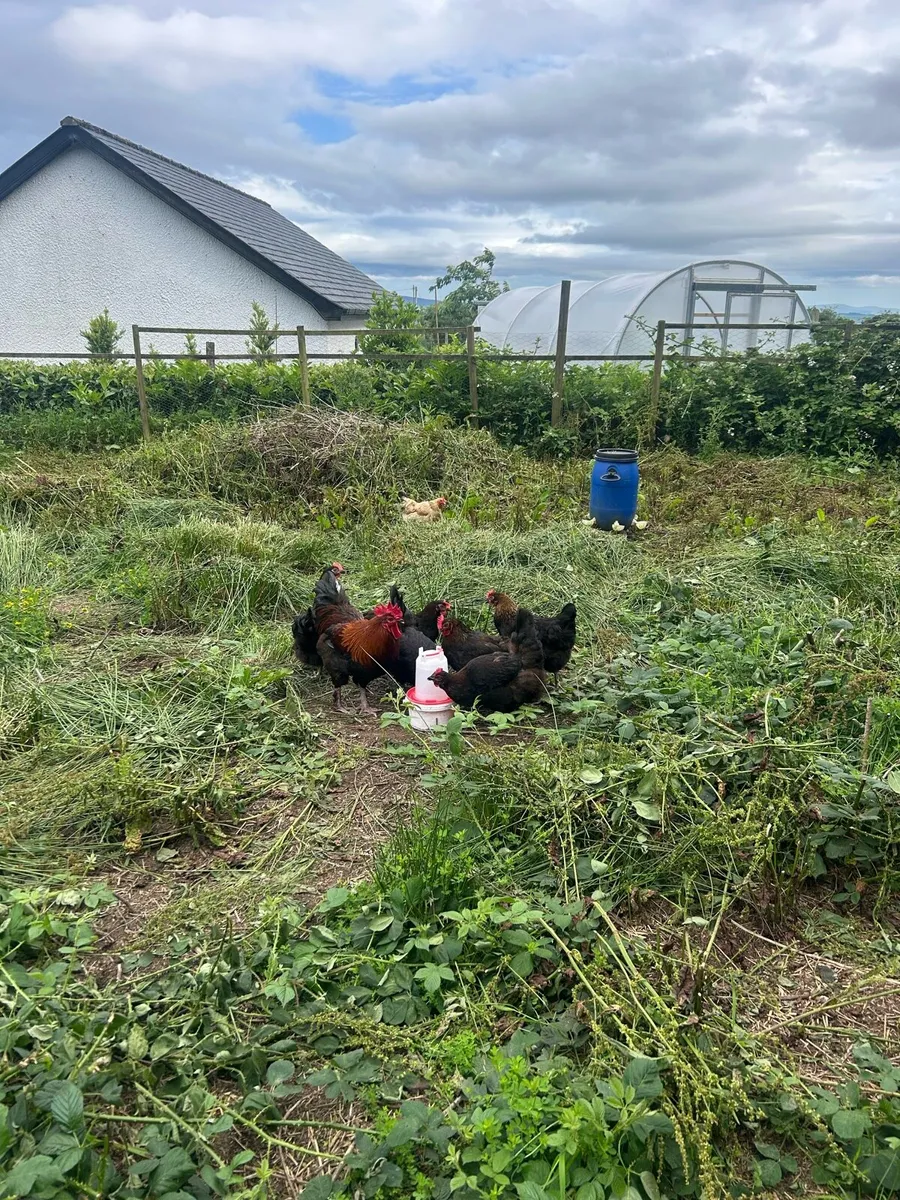 Copper black marans - Image 2