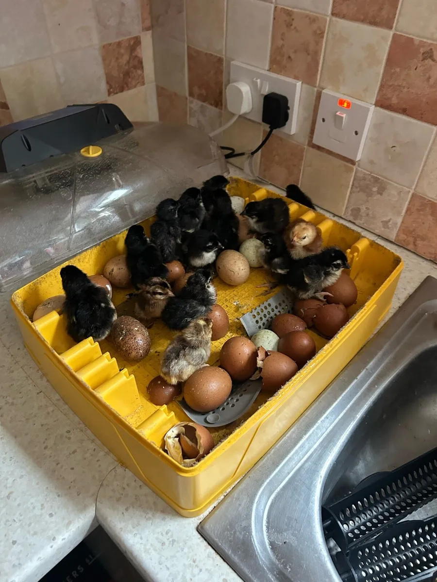 Copper black marans - Image 3