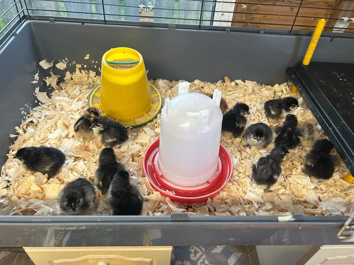 Copper black marans - Image 4