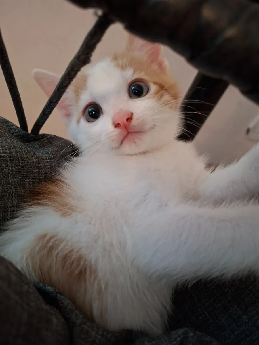 Beatiful Kitten - Image 1