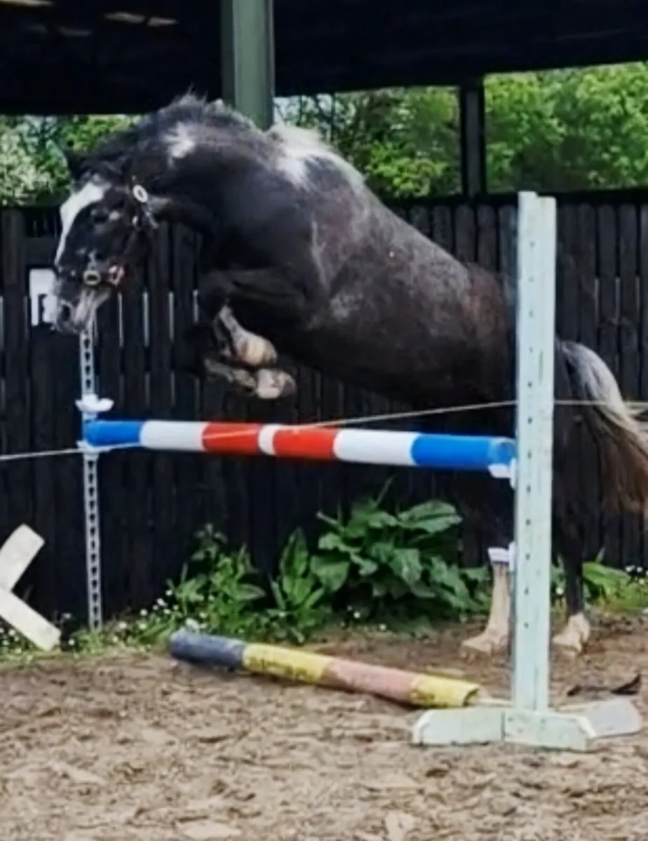 Stunning 148cm, 4yr old blue gelding. - Image 1