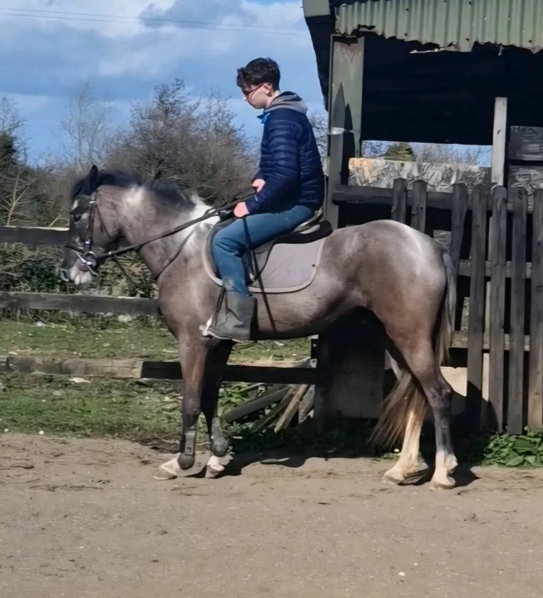 Stunning 148cm, 4yr old blue gelding. - Image 3