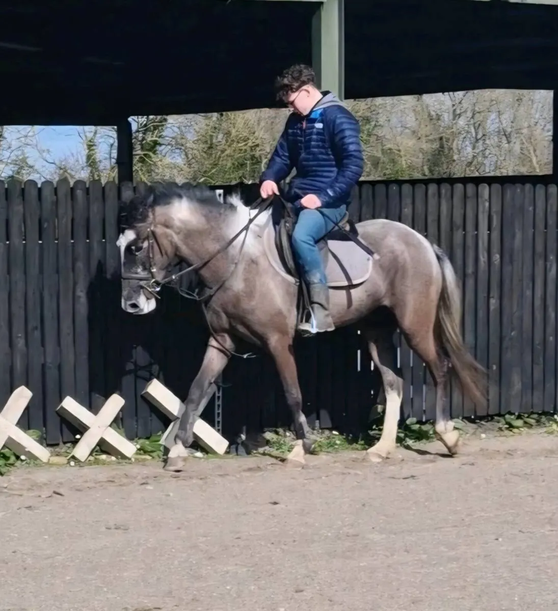 Stunning 148cm, 4yr old blue gelding. - Image 4