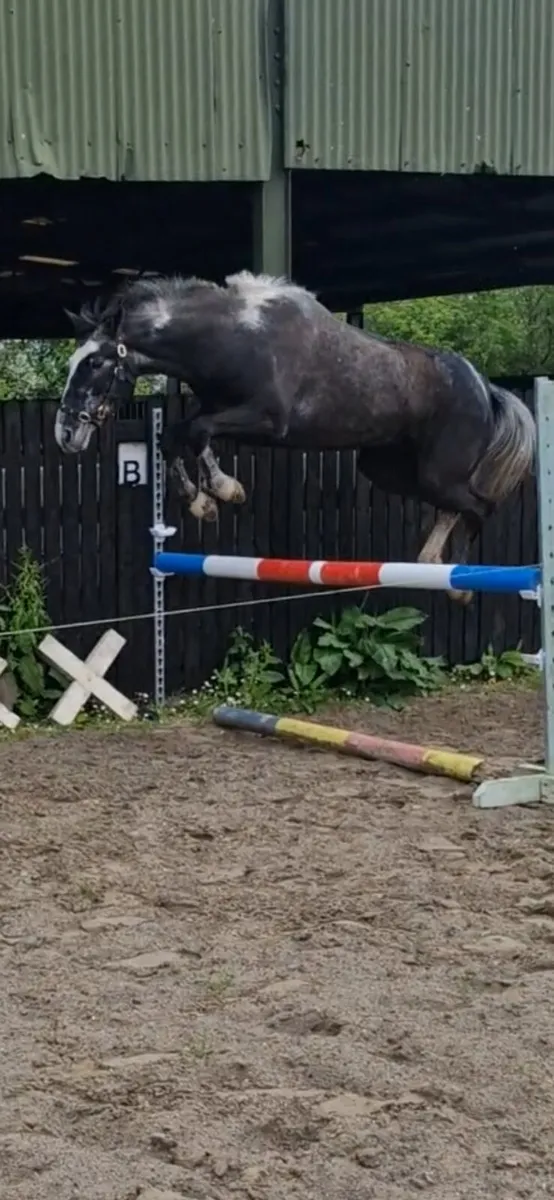 Stunning 148cm, 4yr old blue gelding. - Image 2