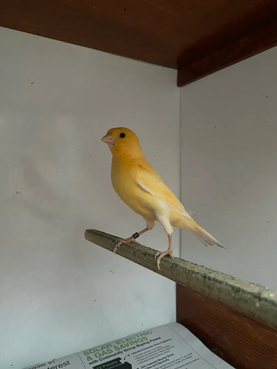 Mosaic Canaries - Image 3